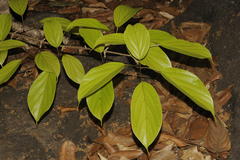 Premna coriacea